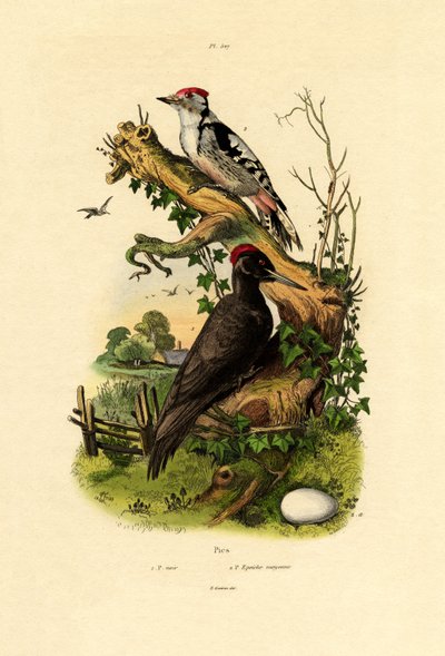 Greater Spotted Woodpecker by French School